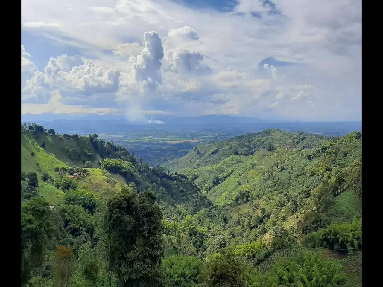 Coffee farm in Armenia Colombia