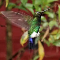Avistamiento de aves en Bogotá