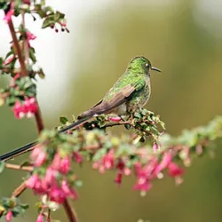 Bird watching tour near Bogota