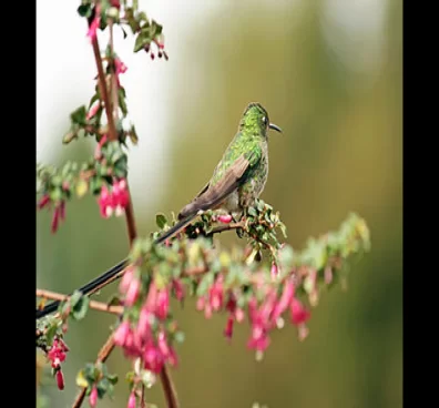 Bird watching tour near Bogota