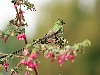 Flora y fauna en La Calera
