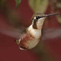 Avistamiento de aves en Bogotá