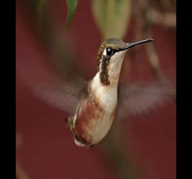 Avistamiento de aves en Bogotá