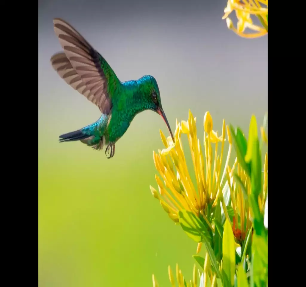 Avistamiento de aves cerca Bogotá
