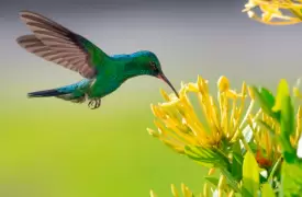 Avistamiento de aves cerca a Bogotá