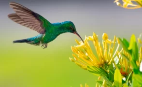 Avistamiento de aves cerca a Bogotá