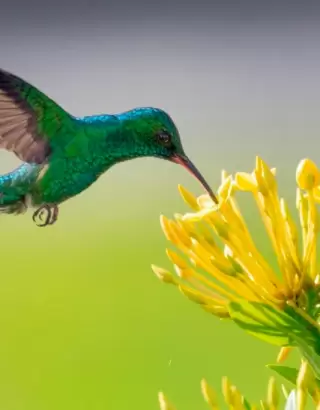 Avistamiento de aves cerca a Bogotá