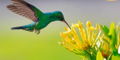 Avistamiento de aves cerca a Bogotá