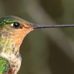 Avistamiento de aves en Bogotá