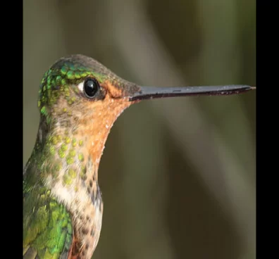 Avistamiento de aves en Bogotá