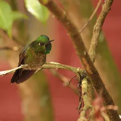 Bird watching tour near Bogota