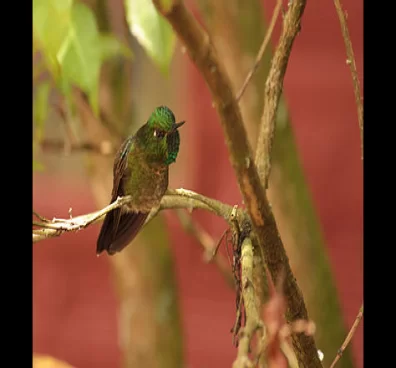 Bird watching tour near Bogota