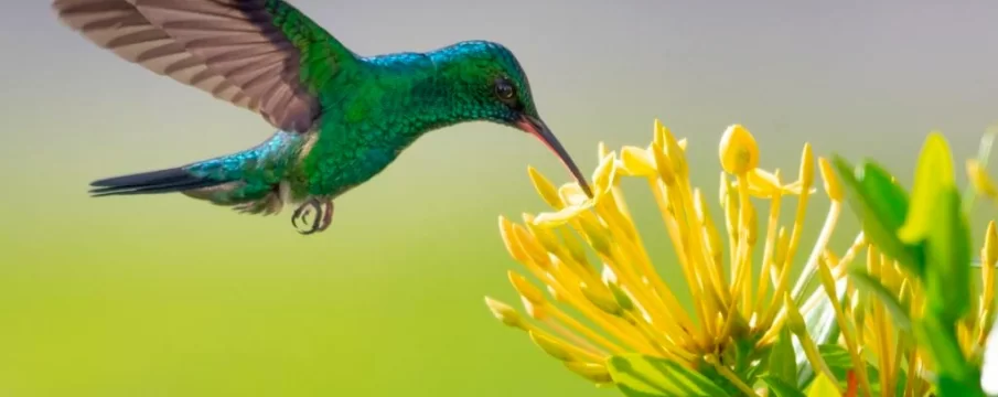 Colombia bird watching tour