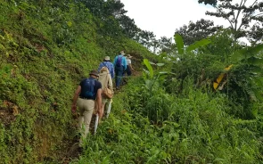 Caminata en tour del café