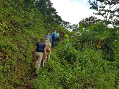 Hike through coffee cultivation