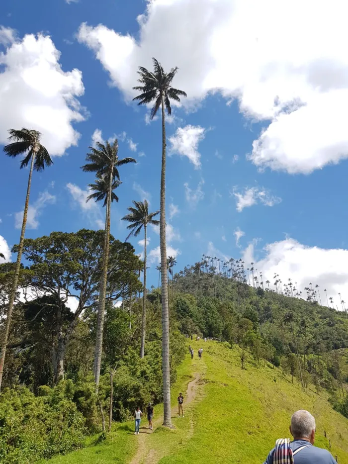 Palmas de cera en valle del Cocora