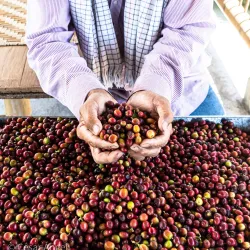 Campesino cafetero en Salento
