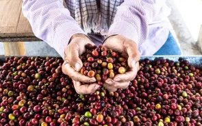 Campesino cafetero en Salento