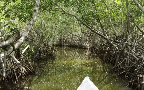 Canoa tour manglaes de cartagena