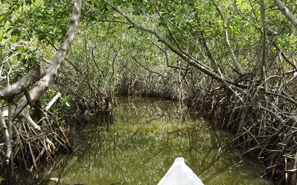 Canoa tour manglaes de cartagena