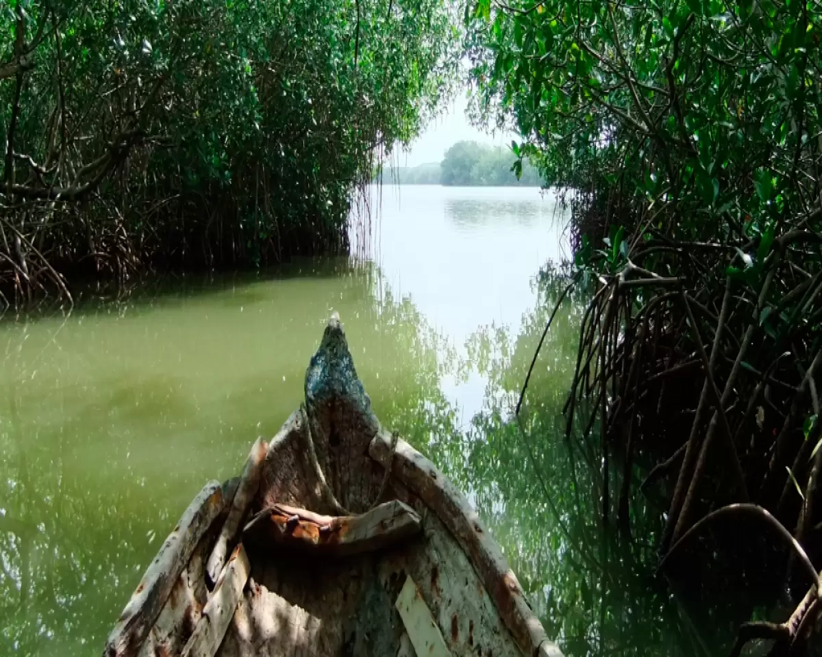 Cartagena Mangroves Eco Tour
