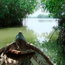 Eco tour to La Boquilla mangroves