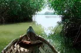 Eco tour to Cartagena mangroves