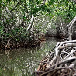 Cartagena Colombia mangroves tour