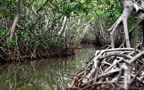Cartagena Colombia mangroves tour