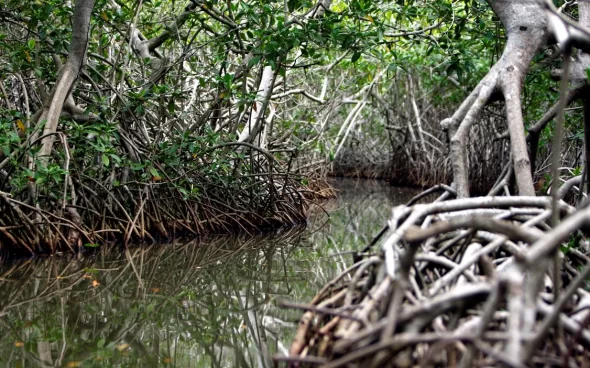 Cartagena Colombia mangroves tour