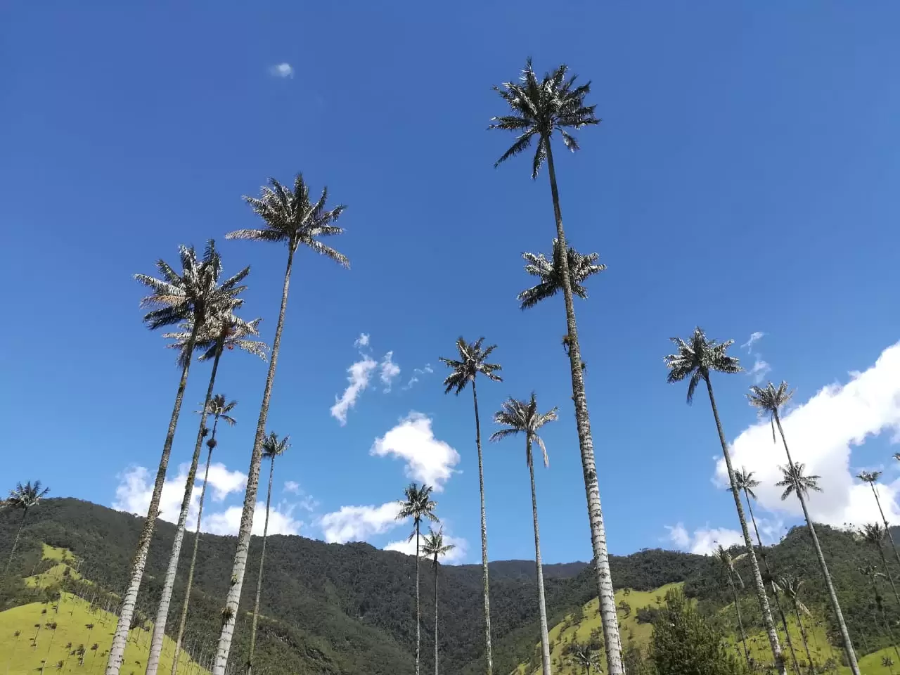 Cocora valley palm trees