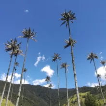 Salento and Cocora Valley Tour
