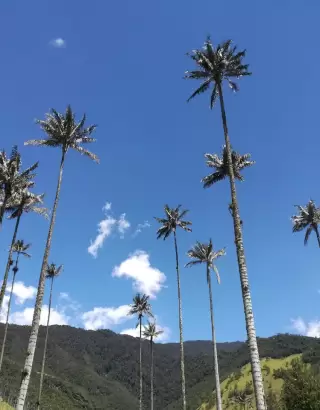 Salento and Cocora Valley Tour