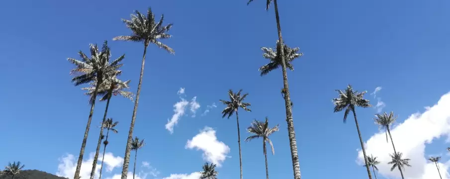 Cocora valley palm trees