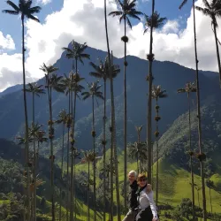 Cocora Valley palms