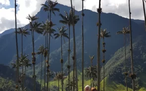 Cocora Valley palms