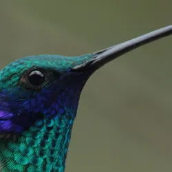 Avistamiento de aves en Bogotá