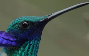 Colombia Bird Watching Tour