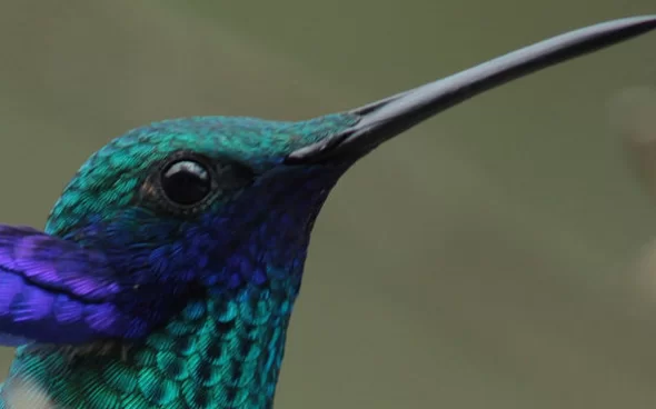 Avistamiento de aves en Bogotá