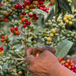 Cultivo del café en Pereira