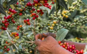 Cultivo del café en Pereira