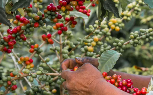 Cultivo del café en Pereira