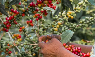 Coffee plants