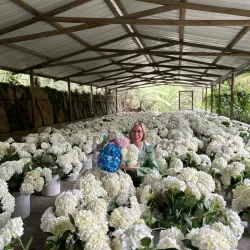 Cultivo de flores en Medellín