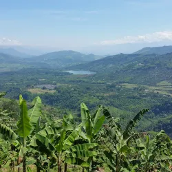 Cultivos de cacao