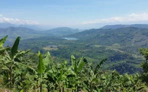 Cultivos de cacao