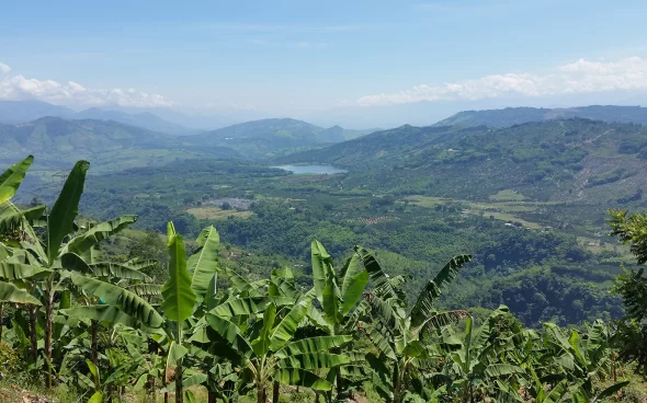 Cultivos de cacao