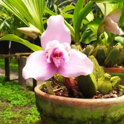 Flor de Orquídea