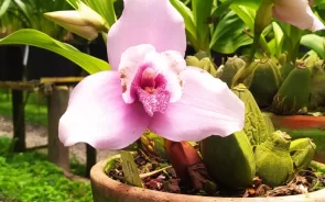 Flor de Orquídea