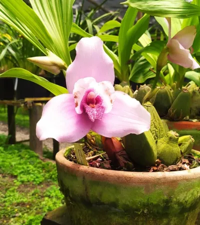 Orquidea